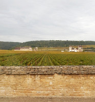VIN01  Clos de Vougeot Grape Vine Field