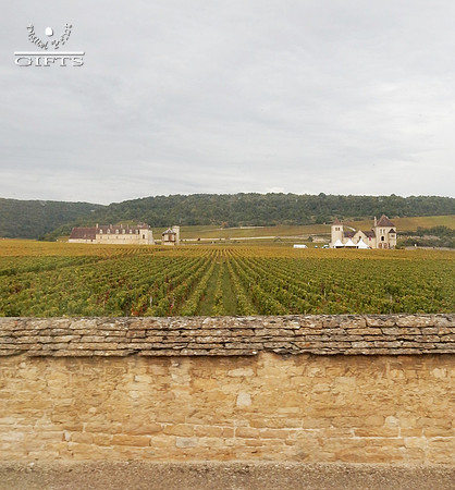 VIN01  Clos de Vougeot Grape Vine Field