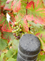 VIN07 Clos de Vougeot Grapes Growing On the Vine