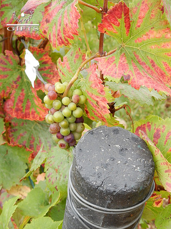 VIN07 Clos de Vougeot Grapes Growing On the Vine